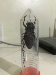 Enyaliopsis