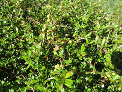 Berberis dictyophylla