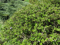 Berberis dictyophylla