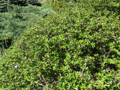 Berberis dictyophylla