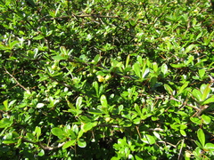 Berberis dictyophylla