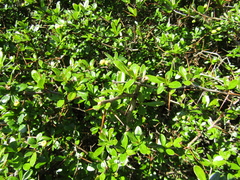 Berberis dictyophylla