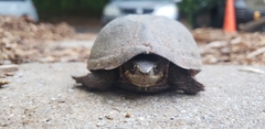 Sternotherus