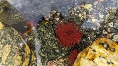 Actinia equina