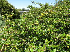 Berberis dictyophylla