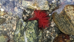 Actinia equina