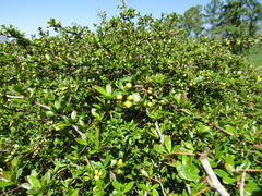 Berberis dictyophylla
