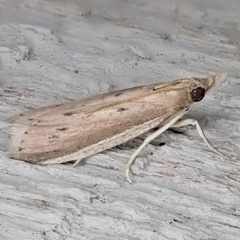 Peoria roseotinctella