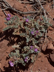 Oxytropis oreophila oreophila