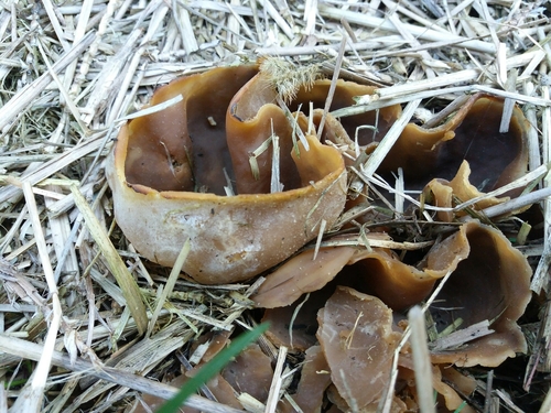 čiaška vosková (Peziza vesiculosa)