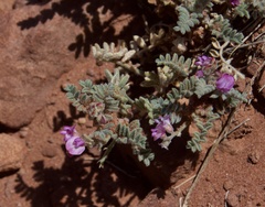 Oxytropis oreophila oreophila