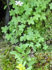 Saxifraga debilis