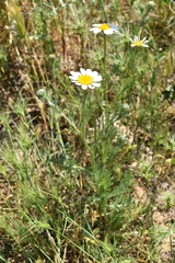 Anacyclus