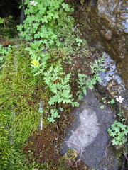 Saxifraga debilis