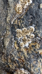 Semibalanus balanoides