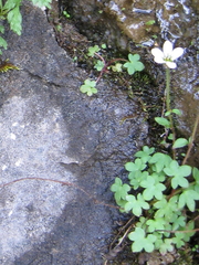 Saxifraga debilis