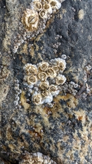 Semibalanus balanoides