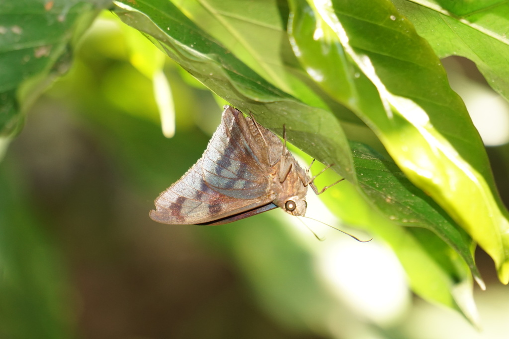 Frosted Flasher from Municipio Santa Cruz de Barahona, 81000, República ...