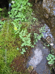 Saxifraga debilis