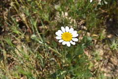Anacyclus