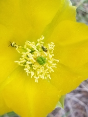 Macrotera