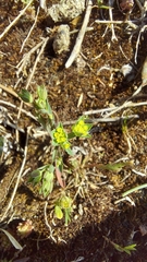 Bupleurum veronense