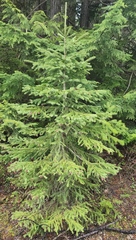 Picea glauca × engelmannii