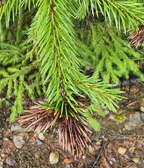 Picea glauca × engelmannii