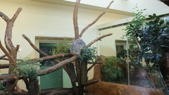 Phascolarctos cinereus