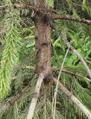 Picea glauca × engelmannii