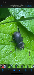 Dorcus parallelipipedus