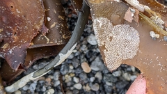 Membranipora membranacea