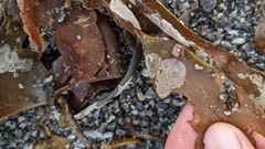 Membranipora membranacea