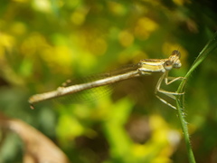 Platycnemis dealbata