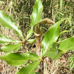 Arisaema nepenthoides
