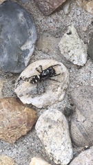 Salticus scenicus