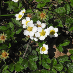 Fragaria nubicola