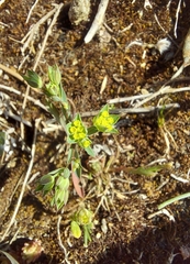 Bupleurum veronense