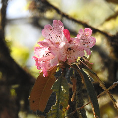 Rhododendron kendrickii