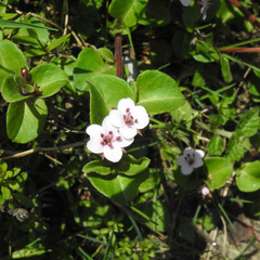 Lysimachia prolifera