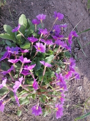 Primula × pruhonicensis