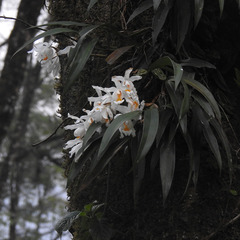 Coelogyne cristata