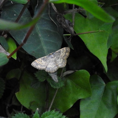 Peratophyga hyalinata