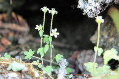 Saxifraga debilis