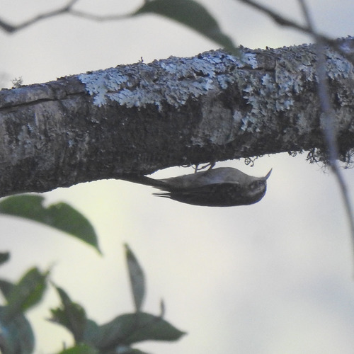 Sikkim Treecreeper (Certhia discolor), photo 5