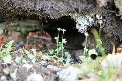 Saxifraga debilis