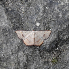 Peratostega deletaria