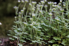 Saxifraga debilis