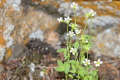 Saxifraga debilis