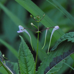 Impatiens graciliflora